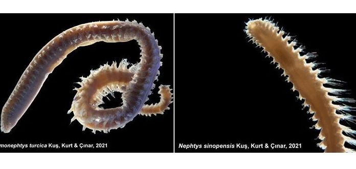 Türk bilim insanlarının keşfettiği iki deniz canlısı Dünya literatürüne girdi