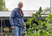 Yeni Zelanda’da küçük bir köpek büyüklüğünde patates bulundu