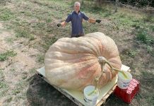 Küçük bir arabadan daha ağır ‘canavar’ balkabağı dünya rekorunu kırdı