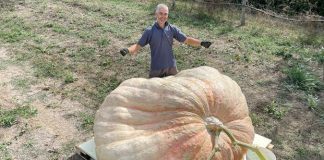 Küçük bir arabadan daha ağır ‘canavar’ balkabağı dünya rekorunu kırdı