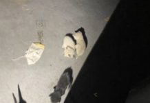 4 kedi kafa kafaya verip bir plan yaptı; fark edilmeden uçağa girdiler ve 2 bin 500 kilometre uçtular!