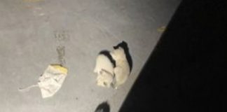 4 kedi kafa kafaya verip bir plan yaptı; fark edilmeden uçağa girdiler ve 2 bin 500 kilometre uçtular!