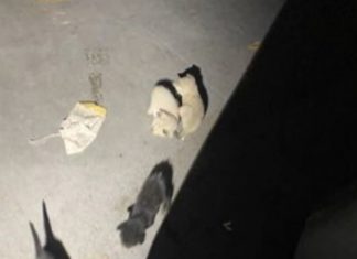 4 kedi kafa kafaya verip bir plan yaptı; fark edilmeden uçağa girdiler ve 2 bin 500 kilometre uçtular!