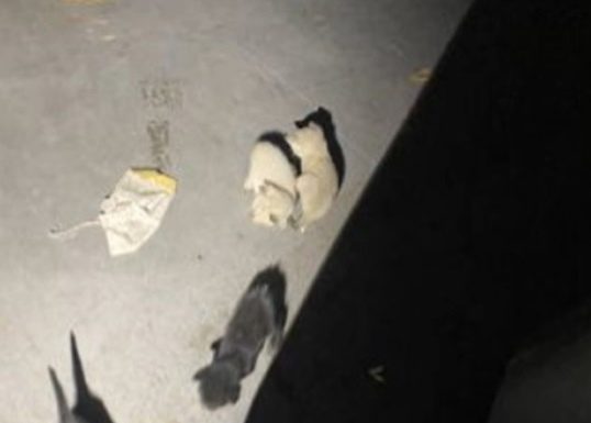 4 kedi kafa kafaya verip bir plan yaptı; fark edilmeden uçağa girdiler ve 2 bin 500 kilometre uçtular!