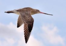 Başkası yeltenmesin diye kendi rekorunu kırdı; Godwit kuşu, 13 bin kilometre seyahat etti!