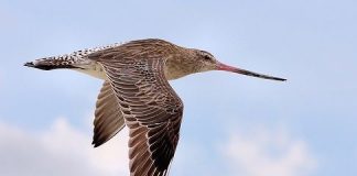 Başkası yeltenmesin diye kendi rekorunu kırdı; Godwit kuşu, 13 bin kilometre seyahat etti!