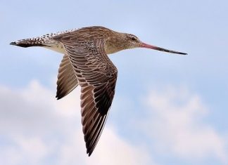 Başkası yeltenmesin diye kendi rekorunu kırdı; Godwit kuşu, 13 bin kilometre seyahat etti!