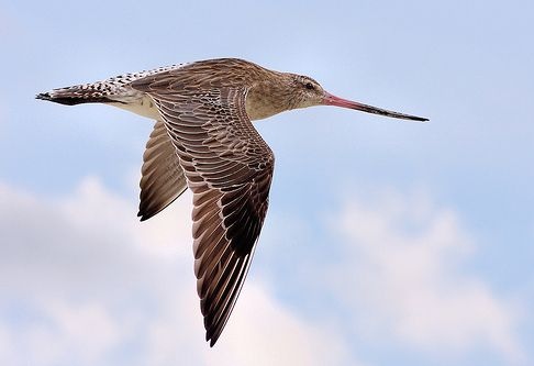 Başkası yeltenmesin diye kendi rekorunu kırdı; Godwit kuşu, 13 bin kilometre seyahat etti!