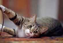 Kediler sahiplerinin hareketlerini onları görmeden kulaklarıyla takip edebiliyor