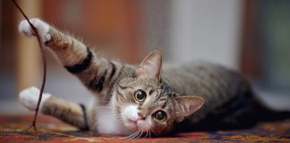 Kediler sahiplerinin hareketlerini onları görmeden kulaklarıyla takip edebiliyor