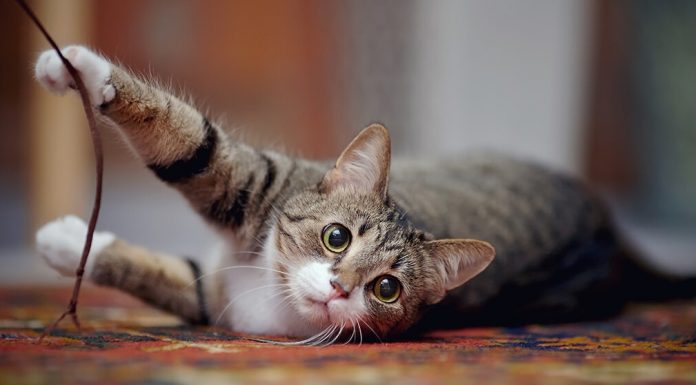 Kediler sahiplerinin hareketlerini onları görmeden kulaklarıyla takip edebiliyor