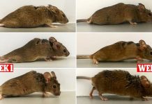 Felçli fareler tek bir enjeksiyondan sonra tekrar yürüdü!