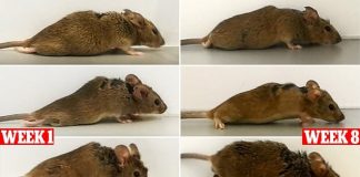 Felçli fareler tek bir enjeksiyondan sonra tekrar yürüdü!