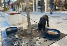 İBB soruyor: Mama kaplı ağaç dibi ızgara uygulamamızı İstanbul’a yayalım mı?