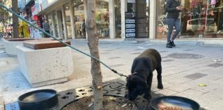 İBB soruyor: Mama kaplı ağaç dibi ızgara uygulamamızı İstanbul’a yayalım mı?