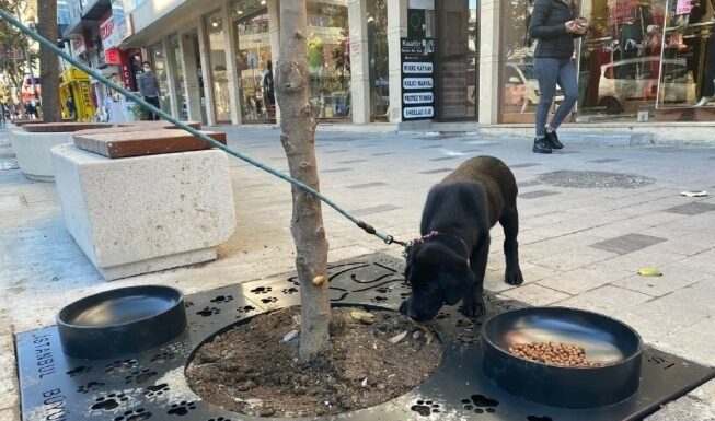 İBB soruyor: Mama kaplı ağaç dibi ızgara uygulamamızı İstanbul’a yayalım mı?
