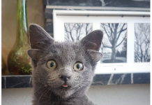 4 kulaklı yavru kedi sosyal medyanın ‘kralı’ oldu!