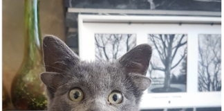 4 kulaklı yavru kedi sosyal medyanın ‘kralı’ oldu!