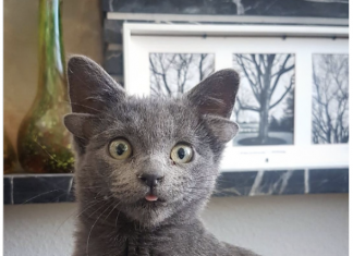 4 kulaklı yavru kedi sosyal medyanın ‘kralı’ oldu!