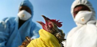 ‘Ayarını bozduğun kantar gün gelir seni tartar’ ; İşte Dünya misali: COVID-19’dan 25 kat daha ölümcül virüs için alarm verildi.