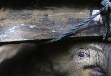 Kim ölmek ister ki, vaktin geldiğini anlamışsa kim hüzün kesmez ki; Filler dahil!