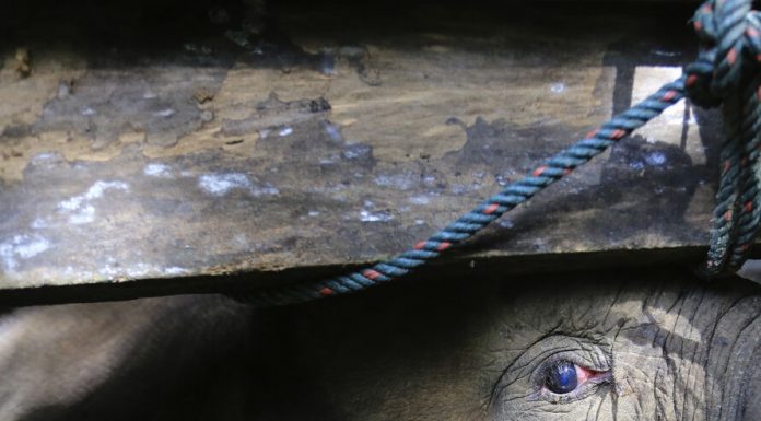 Kim ölmek ister ki, vaktin geldiğini anlamışsa kim hüzün kesmez ki; Filler dahil!