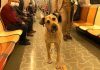 Meğer, köpek Boji’ye iftira atılmış; tramvaya Boji pislememiş!