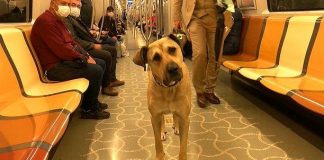Meğer, köpek Boji’ye iftira atılmış; tramvaya Boji pislememiş!