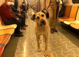 Meğer, köpek Boji’ye iftira atılmış; tramvaya Boji pislememiş!