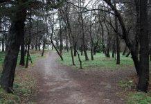 Validebağ Gönüllüleri kazandı;Koru için planlanan Rehabilitasyon Projesi iptal!