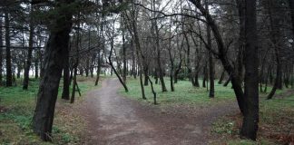 Validebağ Gönüllüleri kazandı;Koru için planlanan Rehabilitasyon Projesi iptal!