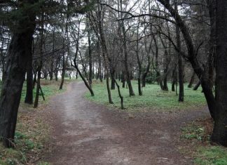 Validebağ Gönüllüleri kazandı;Koru için planlanan Rehabilitasyon Projesi iptal!