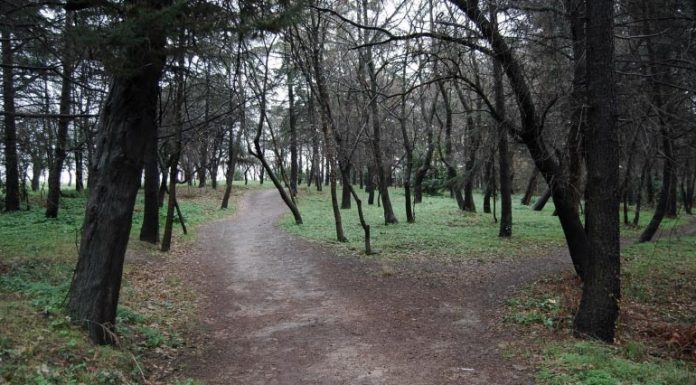 Validebağ Gönüllüleri kazandı;Koru için planlanan Rehabilitasyon Projesi iptal!