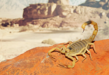 TEVRAT’TAKİ 10 MUSİBETİ HATIRLATTI. MISIR’DA AKREP İSTİLASI!