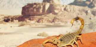 TEVRAT’TAKİ 10 MUSİBETİ HATIRLATTI. MISIR’DA AKREP İSTİLASI!