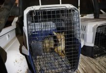 KABAHATİ YOK AMA KİMLİĞİ SAHTEYDİ. YAKALANDI!