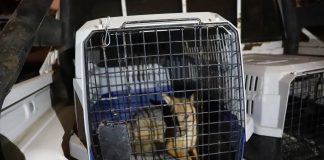 KABAHATİ YOK AMA KİMLİĞİ SAHTEYDİ. YAKALANDI!