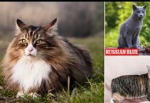 Bilim adamları, en güzel kedigilleri ortaya çıkarmak için farklı ırklara ‘altın oranı’ uyguladı.