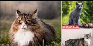 Bilim adamları, en güzel kedigilleri ortaya çıkarmak için farklı ırklara ‘altın oranı’ uyguladı.