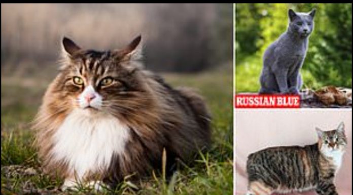 Bilim adamları, en güzel kedigilleri ortaya çıkarmak için farklı ırklara ‘altın oranı’ uyguladı.