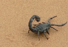 Kum fırtınası zehirli akrep fırtınasına dönüştü. 3 ölü yüzlerce yaralı!