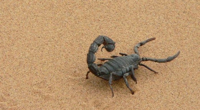 Kum fırtınası zehirli akrep fırtınasına dönüştü. 3 ölü yüzlerce yaralı!