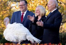 Af dediğin böyle olur! Biden, iki hindiyi affetti!