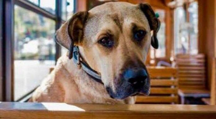 Kumpas mağduru fenomen Boji’yi sahiplenmek için ünlü isimler sıraya girdi