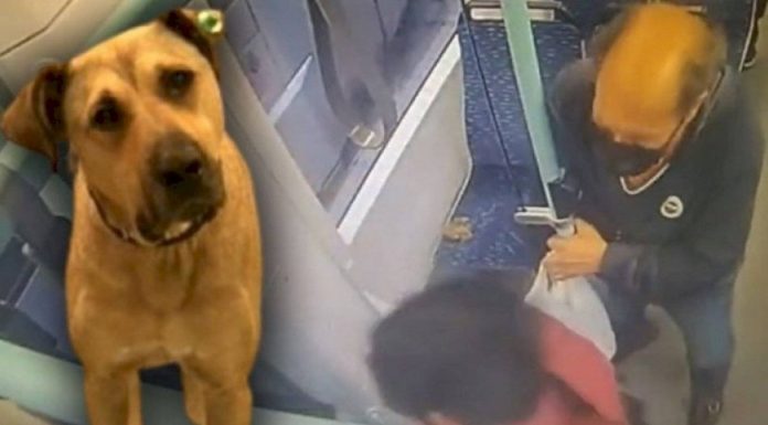 İftiraya uğradı, aklandı. Boji şimdi özür bekliyor!