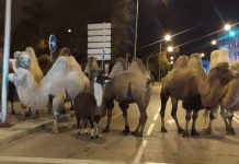 ‘Esaretten’ bıkan 8 deve 1 lama sirkten firar etti!