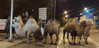 ‘Esaretten’ bıkan 8 deve 1 lama sirkten firar etti!