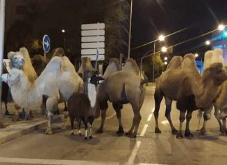 ‘Esaretten’ bıkan 8 deve 1 lama sirkten firar etti!