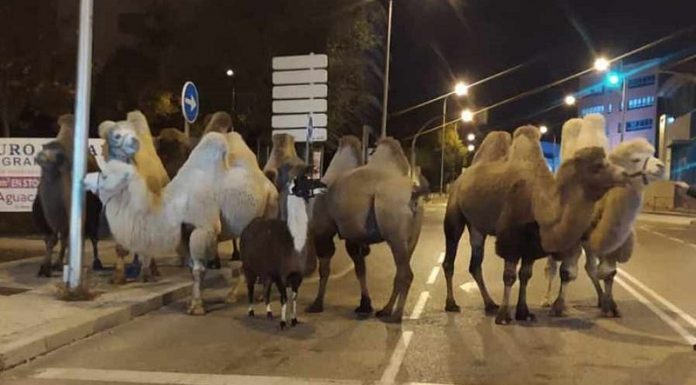 ‘Esaretten’ bıkan 8 deve 1 lama sirkten firar etti!