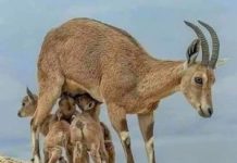 Tunceli’ye ölüm ve kan turizmi!